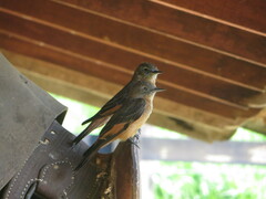 Hirundinea ferruginea