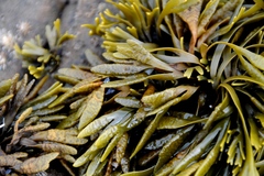 Pelvetiopsis limitata