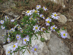 Aster