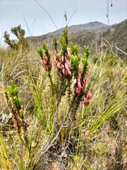 Erica plukenetii