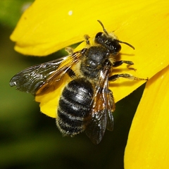 Andrena rudbeckiae