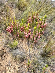 Erica plukenetii