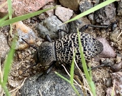 Cryptoglossa variolosa