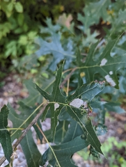 Cameraria hamadryadella