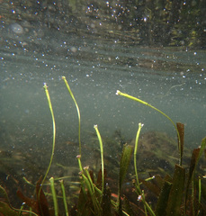 Vallisneria spiralis