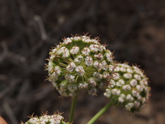 Eremocharis fruticosa