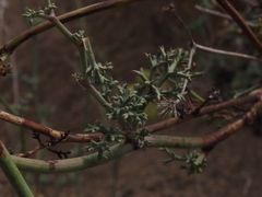Eremocharis fruticosa