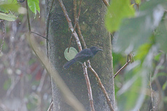 Thamnophilus bridgesi