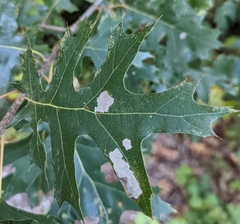 Cameraria hamadryadella