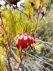 Protea nana