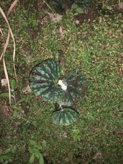 Begonia tapatia