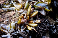 Halosaccion glandiforme