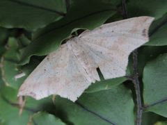 Pareclipsis gracilis