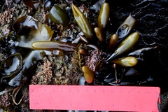 Halosaccion glandiforme