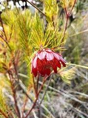 Protea nana
