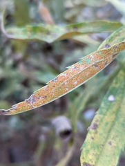 Coleosporium solidaginis