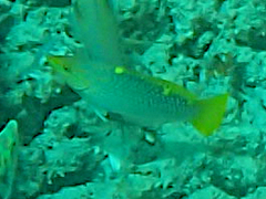 Halichoeres hortulanus