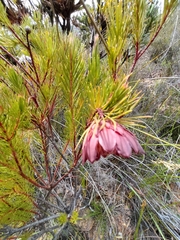 Protea nana