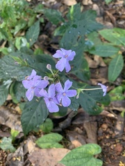 Eranthemum