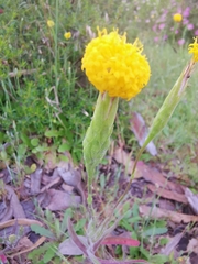 Podotheca gnaphalioides