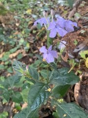 Eranthemum