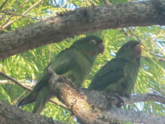 Psittacara leucophthalmus