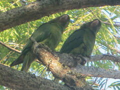 Psittacara leucophthalmus