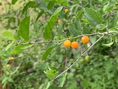 Celtis pallida