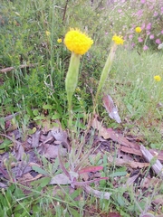 Podotheca gnaphalioides