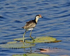 Irediparra gallinacea