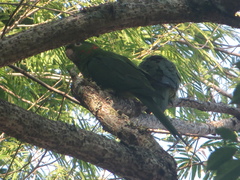 Psittacara leucophthalmus