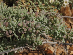 Nolana glauca