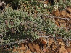 Nolana glauca