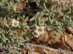 Nolana glauca