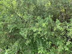 Celtis pallida