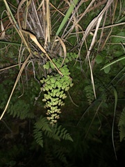 Adiantum