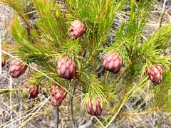 Protea nana