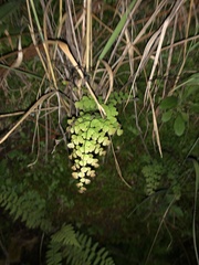 Adiantum