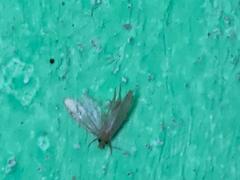 Tineola bisselliella