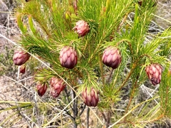 Protea nana