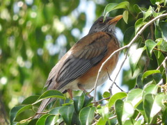 Turdus rufopalliatus
