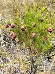 Protea nana