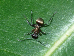 Polyrhachis rufifemur