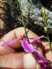 Tetratheca decora