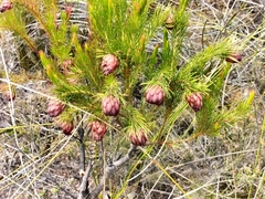 Protea nana