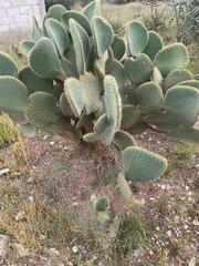 Opuntia leucotricha