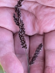 Echinochloa colona