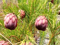 Protea nana