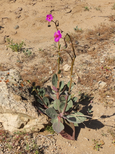 Cistanthe cachinalensis (Cistanthe cachinalensis)