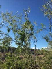 Chilopsis linearis arcuata